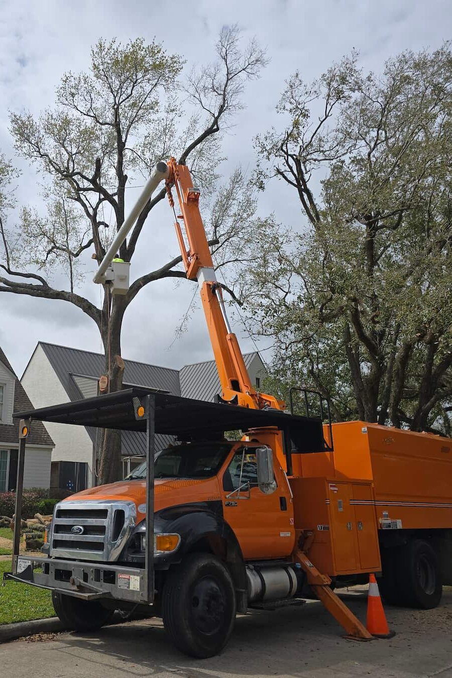 tree-service-mcallen-large-removal