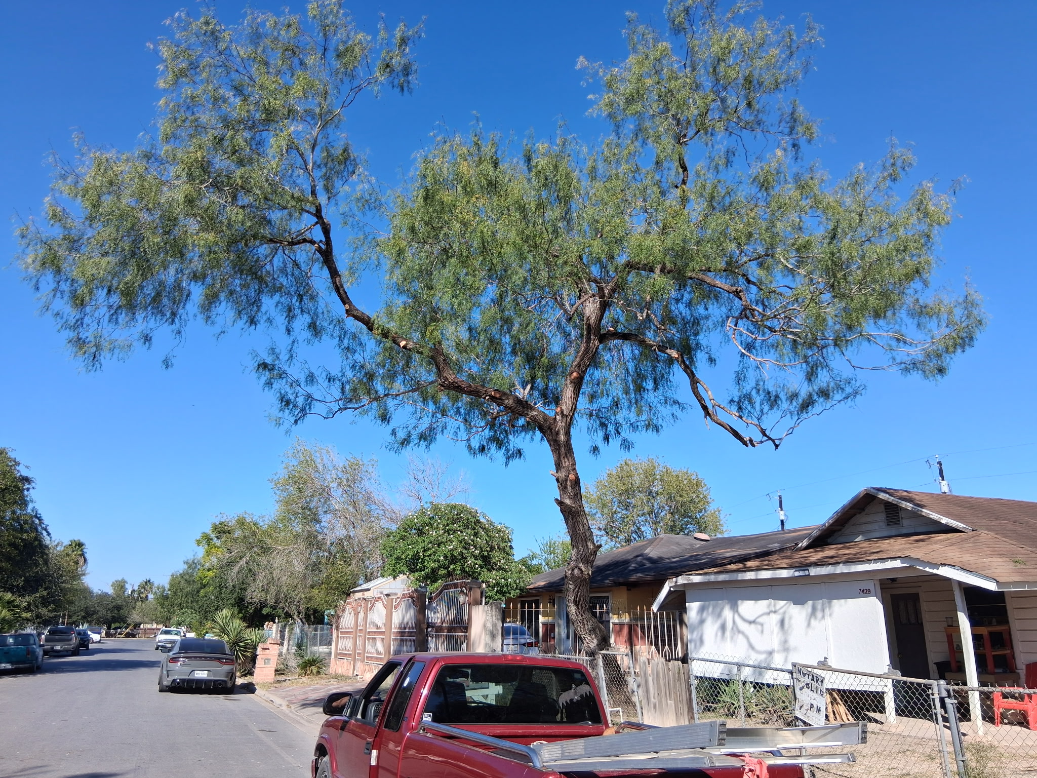 About McAllen Tree Service Trimming