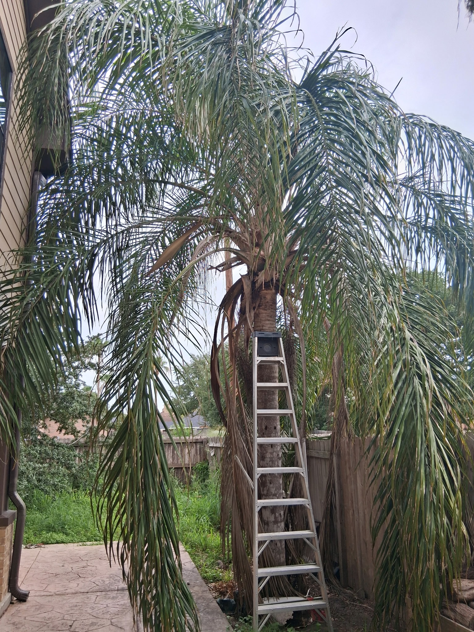 About McAllen Tree Service