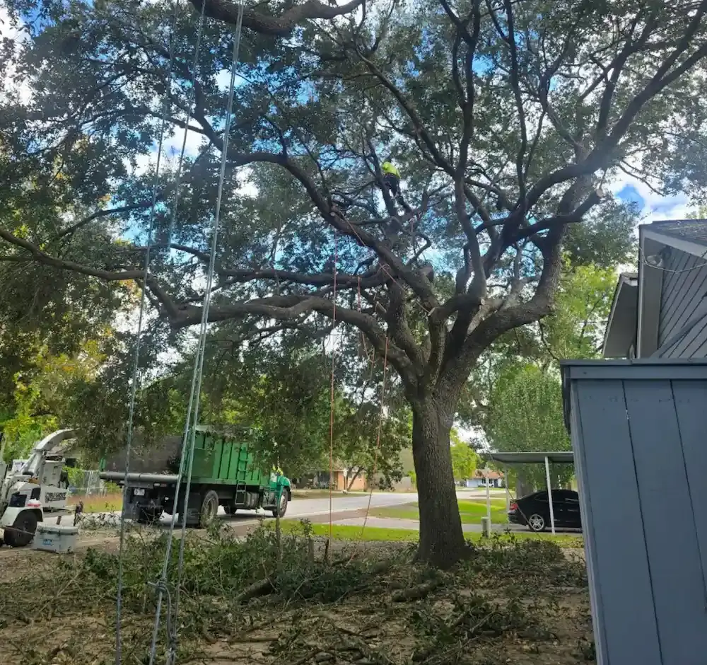 Homeowner Tree Care McAllen TX