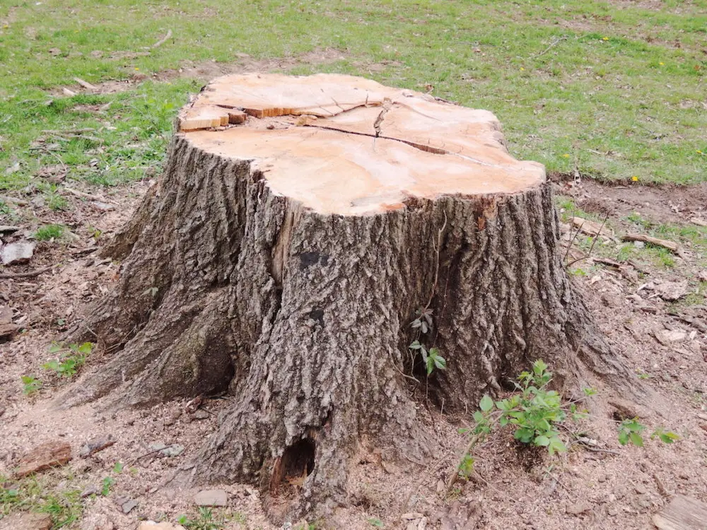 Top Benefits of Tree Stump Grinding