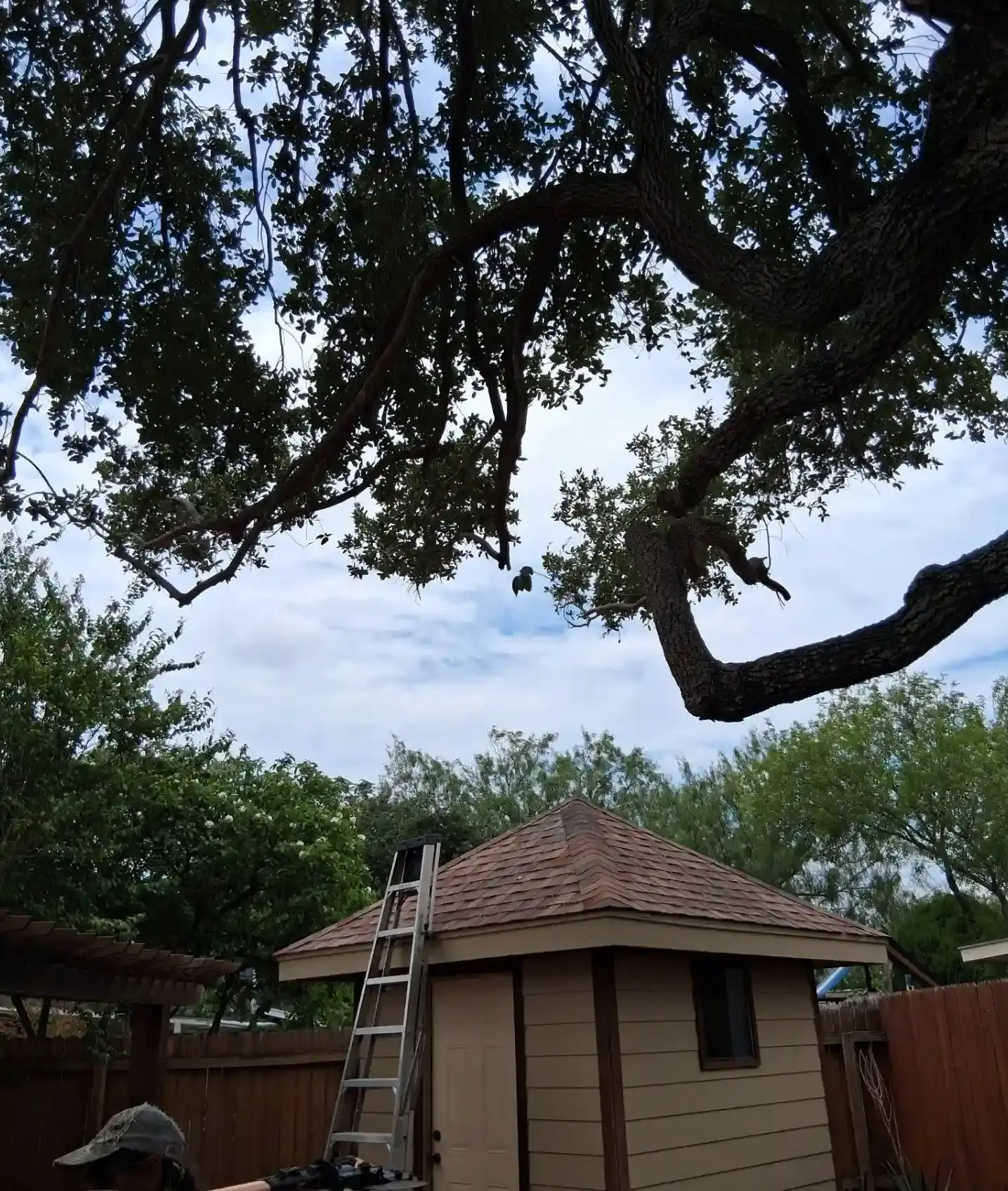 backyard tree trimming mcallen