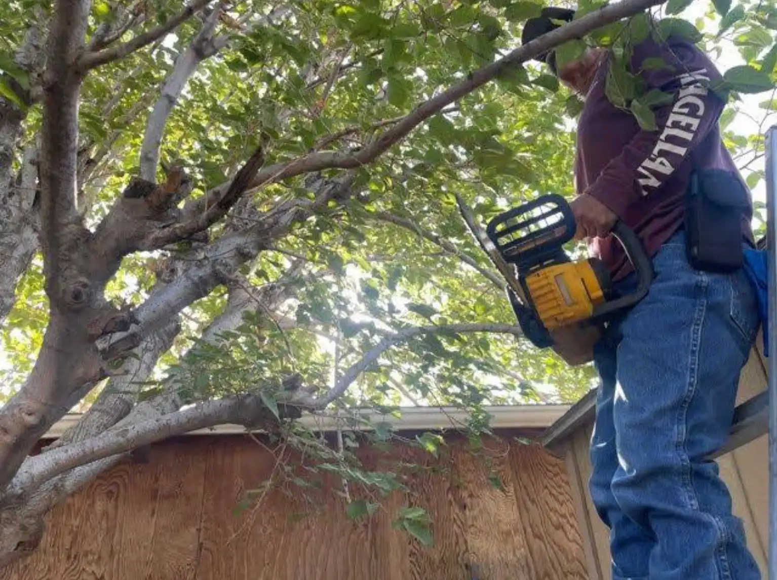 emergency tree service mcallen tx fallen tree