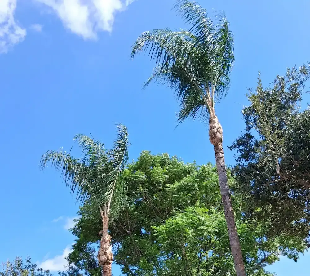 palm tree trimming work mcallen